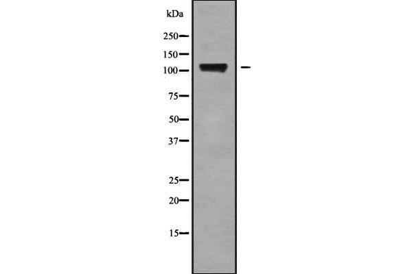 KCNH6 Antikörper  (C-Term)