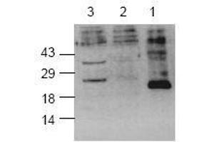 Image no. 1 for anti-Caspase 8 (CASP8) (active), (Cleavage Site) antibody (ABIN127031) (Caspase 8 Antikörper  (active, Cleavage Site))