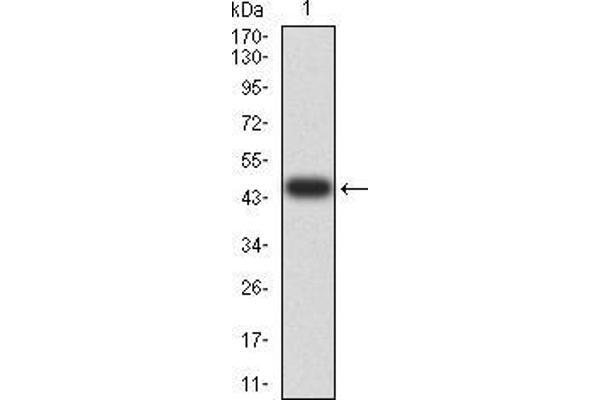 BIN1 Antikörper  (AA 189-398)