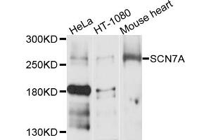 Western blot analysis of extracts of various cell lines, using SCN7A antibody (ABIN6003794) at 1/1000 dilution. (SCN7A Antikörper)