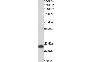 ABIN4902552 (0. (BLVRB Antikörper)