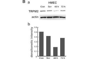 Western Blotting (WB) image for anti-Actin, beta (ACTB) (AA 359-368) antibody (ABIN129657)