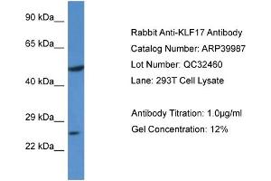 WB Suggested Anti-KLF17 Antibody Titration:  0. (KLF17 Antikörper  (N-Term))