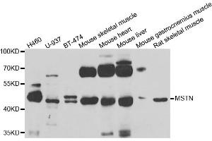 Western blot analysis of extracts of various cell lines, using MSTN antibody (ABIN5975443) at 1/1000 dilution. (MSTN Antikörper)