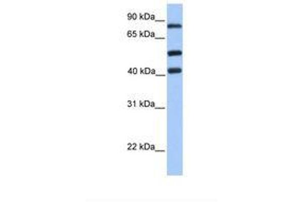 HCFC2 Antikörper  (AA 551-600)