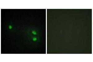 Immunofluorescence (IF) image for anti-Histone H2B (N-Term) antibody (ABIN1849874) (Histone H2B Antikörper  (N-Term))