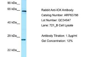 Western Blotting (WB) image for anti-Intestinal Cell (MAK-Like) Kinase (ICK) (C-Term) antibody (ABIN970927) (ICK Antikörper  (C-Term))