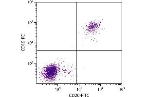 Human peripheral blood lymphocytes were stained with Mouse Anti-Human CD20-FITC. (CD20 Antikörper  (FITC))