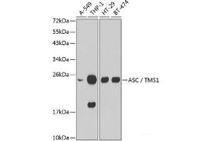 Western blot analysis of extracts of various cell lines using ASC / TMS1 Polyclonal Antibody. (PYCARD Antikörper)