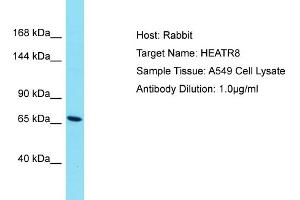 Host: Rabbit Target Name: HEATR8 Sample Type: A549 Whole Cell lysates Antibody Dilution: 1. (HEATR8 Antikörper  (N-Term))