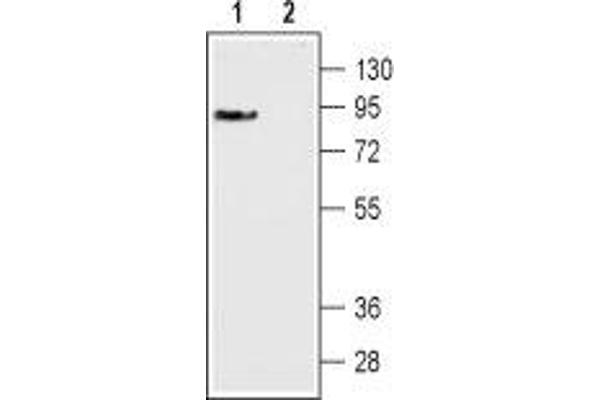 DRD3 Antikörper  (Extracellular, N-Term)