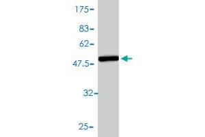 Western Blot detection against Immunogen (47. (Adenylate Kinase 1 Antikörper  (AA 1-194))