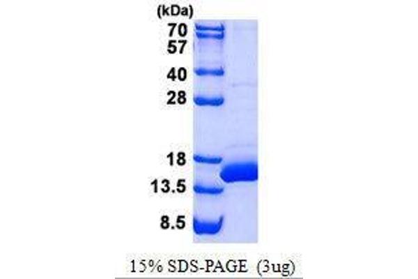 BOLA1 Protein