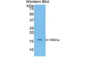 Western Blotting (WB) image for anti-Lysozyme (LYZ) (AA 18-147) antibody (ABIN1859733) (LYZ Antikörper  (AA 18-147))