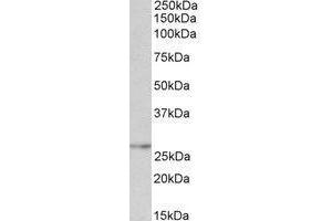 Antibody (0. (NMNAT3 Antikörper  (Internal Region))