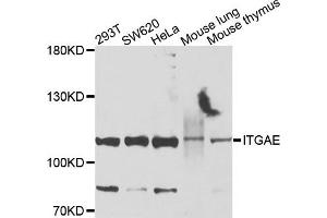 Western blot analysis of extracts of various cells, using ITGAE antibody. (CD103 Antikörper)