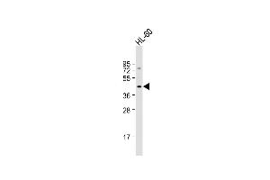 Anti-ADRB3 Antibody (Center) at 1:1000 dilution + HL-60 whole cell lysate Lysates/proteins at 20 μg per lane. (ADRB3 Antikörper  (AA 216-249))