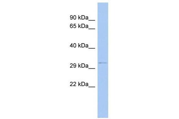 ODF4 Antikörper  (N-Term)