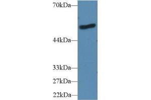 Western Blotting (WB) image for Lipopolysaccharide Binding Protein (LBP) ELISA Kit (ABIN6720569)