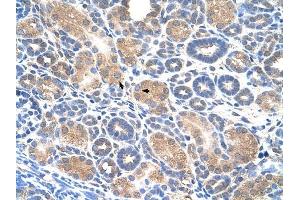 WWP2 antibody was used for immunohistochemistry at a concentration of 4-8 ug/ml to stain Epithelial cells of renal tubule (arrows) in Human Kidney. (WWP2 Antikörper  (Middle Region))