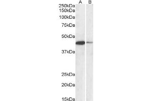 Western Blotting (WB) image for anti-cAMP Responsive Element Binding Protein 1 (CREB1) (AA 96-109) antibody (ABIN5859598) (CREB1 Antikörper  (AA 96-109))