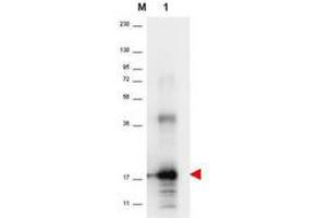 Image no. 1 for anti-Interleukin 33 (IL33) antibody (ABIN1102495) (IL-33 Antikörper)
