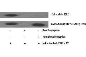 Western Blot analysis of various cells using Calmodulin Polyclonal Antibody diluted at 1:2000. (Calmodulin 1 Antikörper)