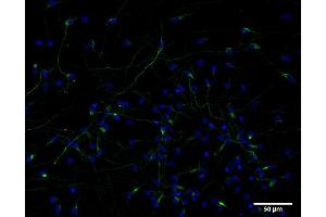 Indirect immunostaining of PFA fixed human IPSC derived neurons (developmental stage N36, dilution 1 : 500; green). (Nestin Antikörper)