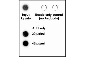 hTERT antibody QC by northern analysis. (hTERT Antikörper)