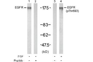 Image no. 1 for anti-Epidermal Growth Factor Receptor (EGFR) (Thr693) antibody (ABIN197415) (EGFR Antikörper  (Thr693))