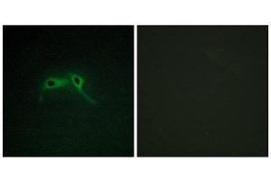 Immunofluorescence (IF) image for anti-Neurofibromin 1 (NF1) (Internal Region) antibody (ABIN1850489) (Neurofibromin 1 Antikörper  (Internal Region))