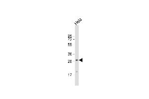 Western Blotting (WB) image for anti-Glutamate-Cysteine Ligase, Modifier Subunit (GCLM) (AA 246-274), (C-Term) antibody (ABIN653046)