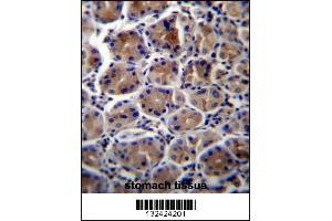 ATP1B3 Antibody immunohistochemistry analysis in formalin fixed and paraffin embedded human stomach tissue followed by peroxidase conjugation of the secondary antibody and DAB staining. (ATP1B3 Antikörper  (C-Term))