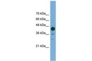 Image no. 1 for anti-Chromosome 2 Open Reading Frame 62 (C2orf62) (C-Term) antibody (ABIN6745563) (C2orf62 Antikörper  (C-Term))