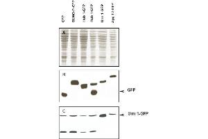 Immunoblot of Urm1 fusion protein. (Urm1 Antikörper)