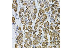 Immunohistochemistry of paraffin-embedded human stomach using UQCRC1 antibody. (UQCRC1 Antikörper)
