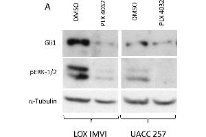 Western Blotting (WB) image for anti-Zinc Finger Protein GLI1 (GLI1) (AA 805-820) antibody (ABIN6657594)