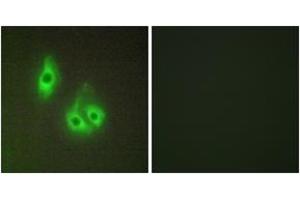 Immunofluorescence analysis of HepG2 cells, using LAMA3 Antibody. (LAMA3 Antikörper  (AA 2571-2620))