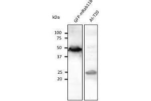 Anti-Rab5 Ab at 1/1,000 dilution, tissue tysate at 100 µg per Iane, Rabbit polyclonat to goat lµg (HRP) at 1/10,000 dilution. (RAB11B Antikörper  (C-Term))