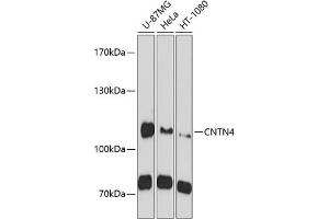 Western blot analysis of extracts of various cell lines, using CNTN4 antibody  at 1:1000 dilution. (Contactin 4 Antikörper  (AA 448-697))