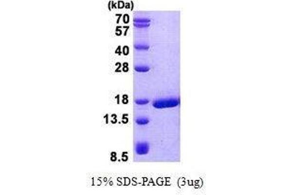 PRND Protein