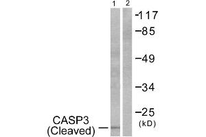 Western Blotting (WB) image for anti-Caspase 3 (CASP3) (Cleaved-Asp175) antibody (ABIN1853450) (Caspase 3 Antikörper  (Cleaved-Asp175))