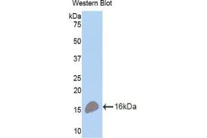 Detection of Recombinant TNFRSF17, Mouse using Polyclonal Antibody to Tumor Necrosis Factor Receptor Superfamily, Member 17 (TNFRSF17) (BCMA Antikörper  (AA 71-184))