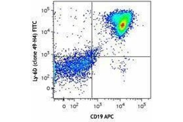 LY6D Antikörper  (FITC)