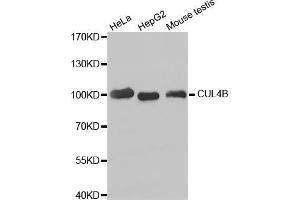 Western blot analysis of extracts of various cell lines, using CUL4B antibody (ABIN5973645). (Cullin 4B Antikörper)