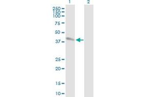 Western Blot analysis of POLB expression in transfected 293T cell line by POLB MaxPab polyclonal antibody. (POLB Antikörper  (AA 1-335))