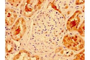 IHC image of ABIN7172014 diluted at 1:300 and staining in paraffin-embedded human kidney tissue performed on a Leica BondTM system. (TXN Antikörper  (AA 2-105))