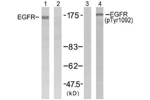 Western blot analysis of extracts from H (EGFR Antikörper  (pTyr1092))