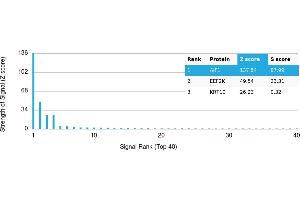 Protein Array (PAr) image for anti-Ionized Calcium-binding Adapter Molecule 1 (IBA1) antibody (ABIN7456194) (Iba1 Antikörper)