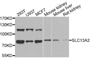 Western blot analysis of extracts of various cell lines, using SLC13A2 antibody. (SLC13A2 Antikörper  (AA 345-455))